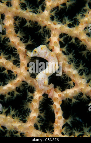 Denise cavalluccio marino pigmeo, Hippocampus denise, Kimbe Bay di New Britain, Papua Nuova Guinea Foto Stock