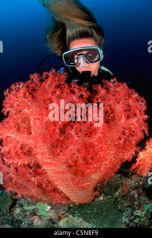 Scuba Diver e Rosso corallo morbido, Dendronephthya sp., Kimbe Bay di New Britain, Papua Nuova Guinea Foto Stock