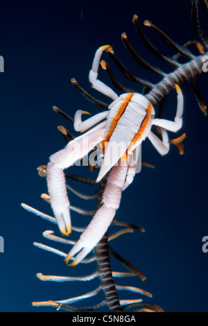 Esegui uno squat Aragosta su crinoide, Allogalathea elegans, Kimbe Bay di New Britain, Papua Nuova Guinea Foto Stock