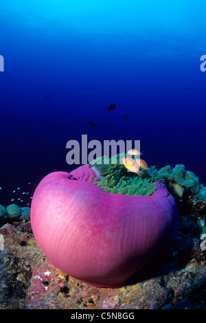 Pink Anemonefish nella magnifica Anemone, Amphiprion perideraion, Kimbe Bay di New Britain, Papua Nuova Guinea Foto Stock