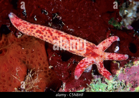 Comet Starfish braccio unico con i nuovi bracci crescente, Linckia multifora, Kimbe Bay di New Britain, Papua Nuova Guinea Foto Stock