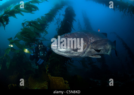 Giant Black Sea Bass w fotografo Giardini Italiani Isola Catalina, CA USA Foto Stock