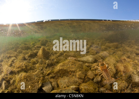 Gamberi di fiume nel lago, Orconectes limosus, Lago di Lugano Ticino, Svizzera Foto Stock