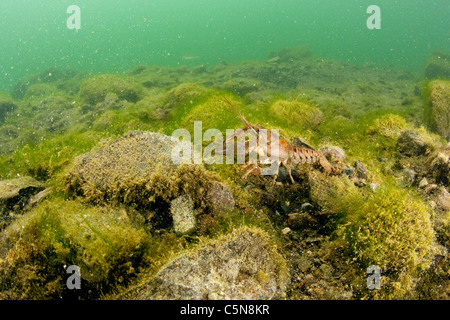 Gamberi di fiume nel lago, Orconectes limosus, Lago di Lugano Ticino, Svizzera Foto Stock