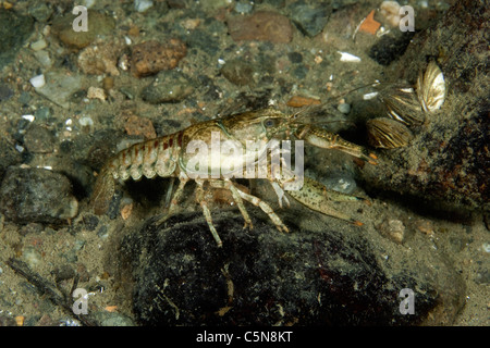 Gamberi di fiume nel lago, Orconectes limosus, Lago di Lugano Ticino, Svizzera Foto Stock