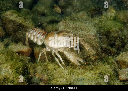 Gamberi di fiume nel lago, Orconectes limosus, Lago di Lugano Ticino, Svizzera Foto Stock