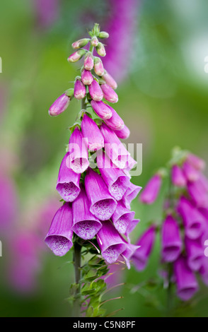 Foxgloves - Digitalis purpurea fiori Foto Stock