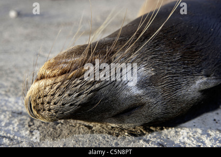 Le Galapagos Sea Lion, Zalophus wollebaeki, Baltra Island, Galapagos, Ecuador Foto Stock