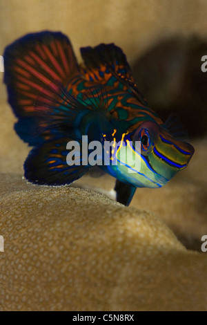 Pesce mandarino, Synchiropus splendidus, Micronesia, Oceano Pacifico, Yap Foto Stock