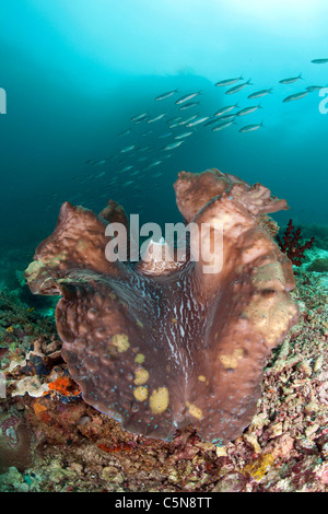 Vongola gigante, Tridacna gigas, Raja Ampat, Papua occidentale, in Indonesia Foto Stock