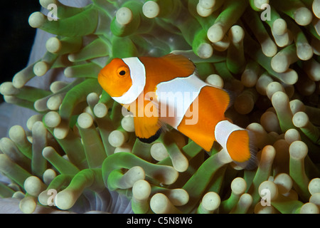 False Clown Anemonefish, Amphiprion ocellaris, Raja Ampat, Papua occidentale, in Indonesia Foto Stock