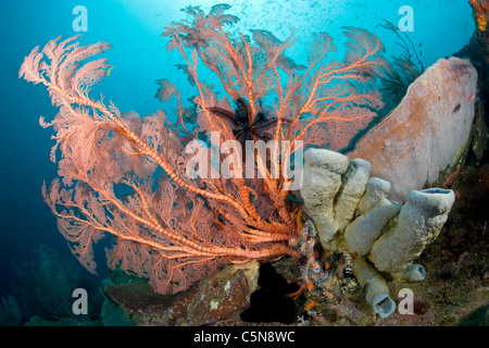 Grande Mare Fan in Coral Reef, Melithaea sp., Raja Ampat, Papua occidentale, in Indonesia Foto Stock