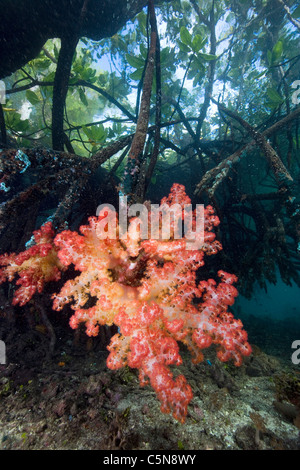 Soft Coral sulle radici di mangrovia, Dendronephthya sp., Raja Ampat, Papua occidentale, in Indonesia Foto Stock