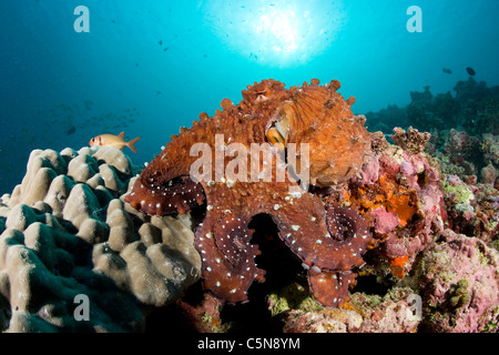 Polpo sulla barriera corallina, Octopus vulgaris, Oceano Indiano, Maldive Foto Stock