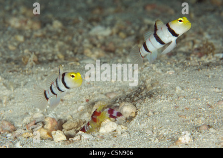 In relazione simbiotica tra Yellownose Ghoby di gamberi e gamberetti pistola, Stonogobiops xanthorhinica, Alpheus randalli, Oceano Indiano, Maldive Foto Stock