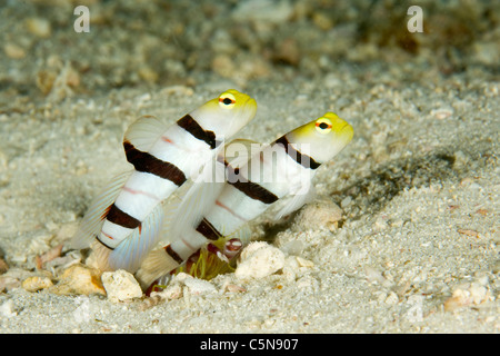 In relazione simbiotica tra Yellownose Ghoby di gamberi e gamberetti pistola, Stonogobiops xanthorhinica, Alpheus randalli, Oceano Indiano, Maldive Foto Stock