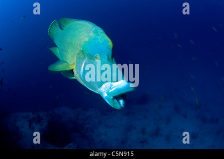 Un pesce napoleone a bocca aperta, Cheilinus undulatus, Oceano Indiano, Maldive Foto Stock