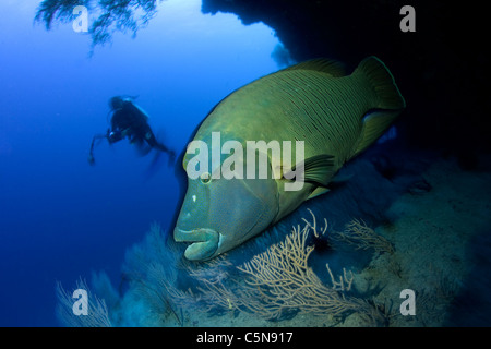 Un pesce napoleone, Cheilinus undulatus, Oceano Indiano, Maldive Foto Stock