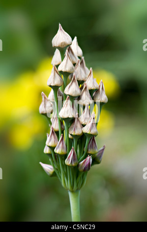 Il miele siciliano aglio seedheads - Nectaroscordum siculum Foto Stock