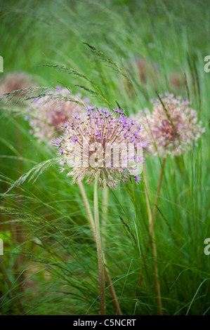 Allium aflatunense 'viola sensazione' - fioritura onion tra erbe Foto Stock