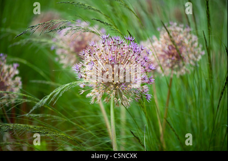 Allium aflatunense 'viola sensazione' - fioritura onion tra erbe Foto Stock