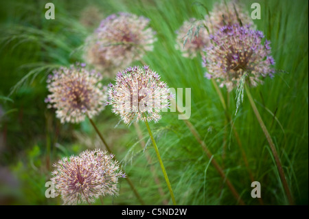 Allium aflatunense 'viola sensazione' - fioritura onion tra erbe Foto Stock