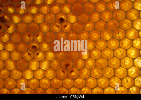 Back lit honey comb Foto Stock