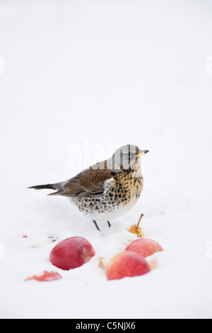 Allodole Cesene Beccacce - Alimentazione per le mele in snow Turdus pilaris Essex, UK BI019327 Foto Stock