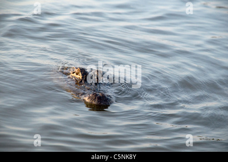 Il coccodrillo nel fiume Savannah. Foto Stock