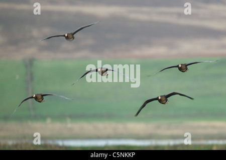 La Groenlandia bianco-fronteggiata Goose - in volo Anser albifrons falvirostris RSPB Loch Gruinart, Islay Scozia, Regno Unito BI020187 Foto Stock