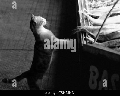 Cat al mercato del pesce FETHIYE Turchia Foto Stock