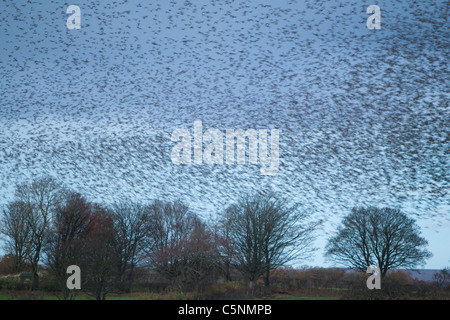 Starling - Raccolta in un enorme gregge a roost sito Sturnus vulgaris del sud della Scozia BI020494 Foto Stock