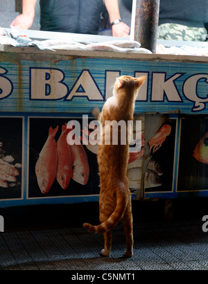 Cat al mercato del pesce FETHIYE Turchia Foto Stock