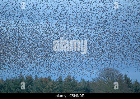 Starling - Raccolta in un enorme gregge a roost sito Sturnus vulgaris del sud della Scozia BI020505 Foto Stock