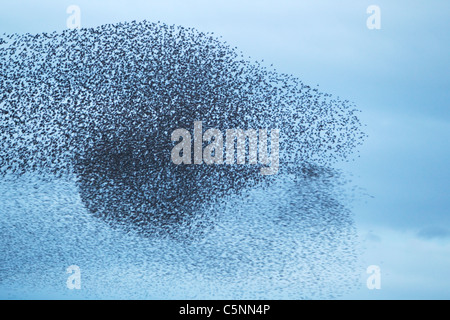 Starling - Raccolta in un enorme gregge a roost sito Sturnus vulgaris del sud della Scozia BI020523 Foto Stock