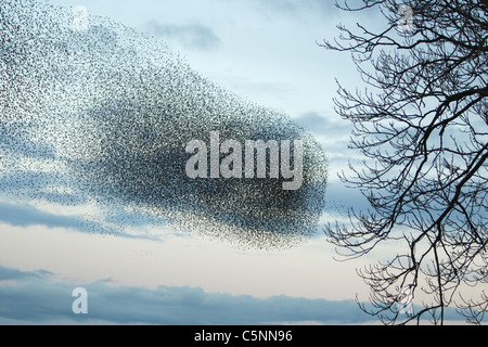 Starling - Raccolta in un enorme gregge a roost sito Sturnus vulgaris del sud della Scozia BI020549 Foto Stock