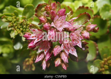 Inglese stonecrop fiore nel giardino. Worksop, Notts, Inghilterra Sedum anglicum Foto Stock