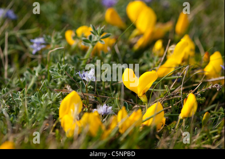 Common Bird's-piede e trifoglio Squill a molla Foto Stock