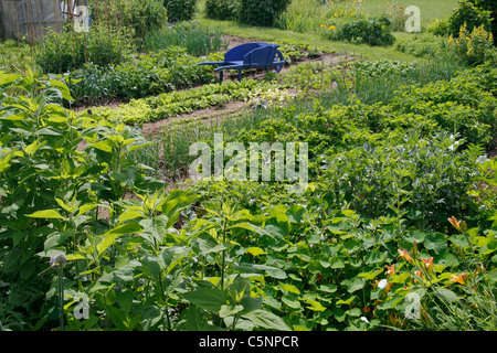 Letti misti di coltivazione di verdure, patate Scalogni, spinaci, lattuga, porri, piselli, topinambur. Foto Stock