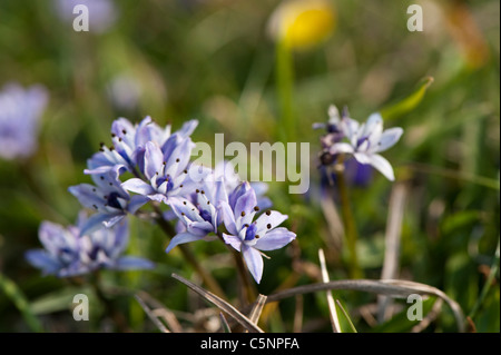 La molla Squill, Scilla verna, in fiore Foto Stock