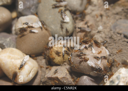 Flying formiche rosse in giardino. Worksop, Notts, Inghilterra Myrmica rubra Foto Stock