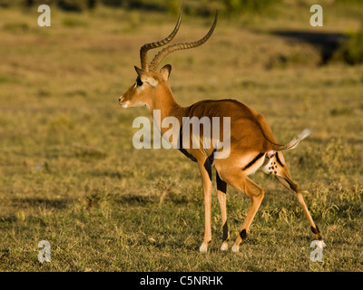 Impala nel Masai Mara National Park, Africa orientale Foto Stock
