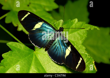 Doris ala lunga Butterfly riposo dopo emergente dal bozzolo Foto Stock