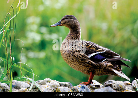 Femmina di germano reale (Anas platyrhynchos) in bella impostazione Foto Stock