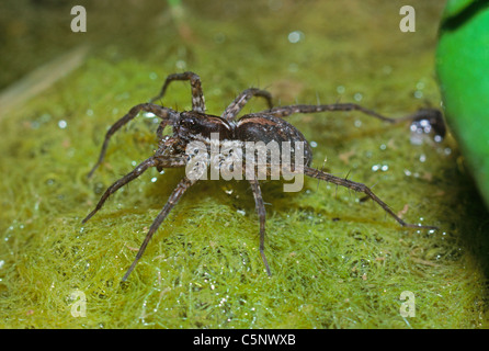 Sei pezzata di crociera di pesca (Dolomedes triton) su 'Boggy superficie di acqua, Morrison Colorado US. Foto Stock