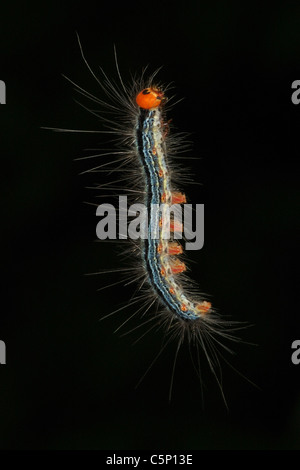 Caterpillar appeso a un filo nella Foresta Pluviale di Sinharaja, Sri Lanka Foto Stock