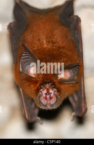 Il ferro di cavallo Bat (Rhinolophus sp.) in Batu Cermin Grotta, Flores, Indonesia Foto Stock