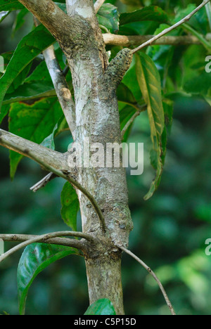 Mimetizzati foglia gigante-tailed Gecko (Uroplatus fimbriatus) nella foresta pluviale primaria dell est del Madagascar Foto Stock