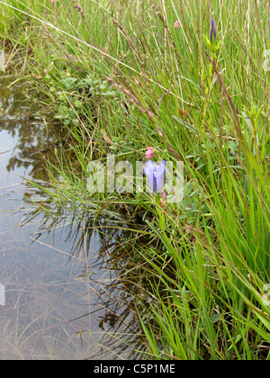 Marsh Gentian (Gentiana pneumonanthe) crescente lungo una pista allagata, Romo, nello Jutland, Danimarca Foto Stock