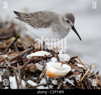 Dunlin (Calidris alpina) in inverno piumaggio Foto Stock